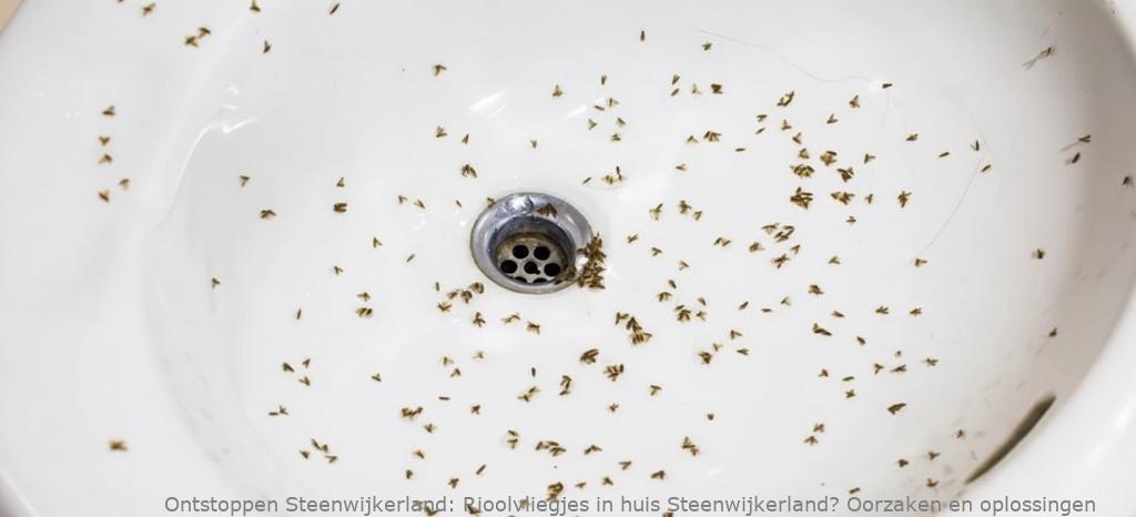 Rioolvliegjes in huis Steenwijkerland? Oorzaken en oplossingen